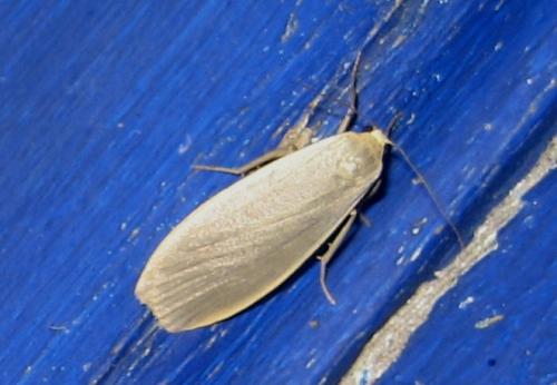 Eilema griseola